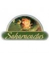 Saharacactus