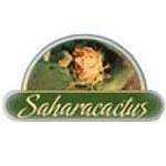 Saharacactus
